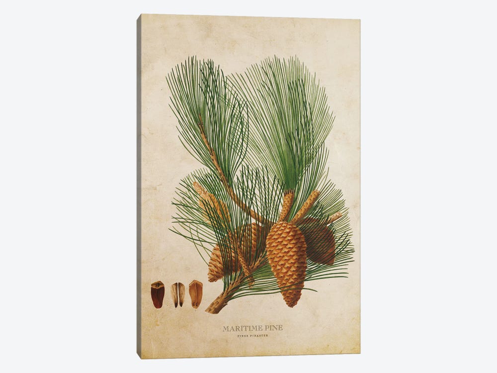 Vintage Maritime Pine Tree Cone by Aged Pixel 1-piece Canvas Artwork