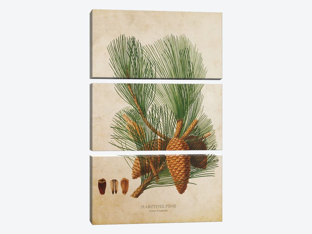 Vintage Maritime Pine Tree Cone by Aged Pixel 3-piece Canvas Art