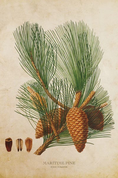 Botanical Illustrations: Vintage Maritime Pine Tree Cone by Aged Pixel