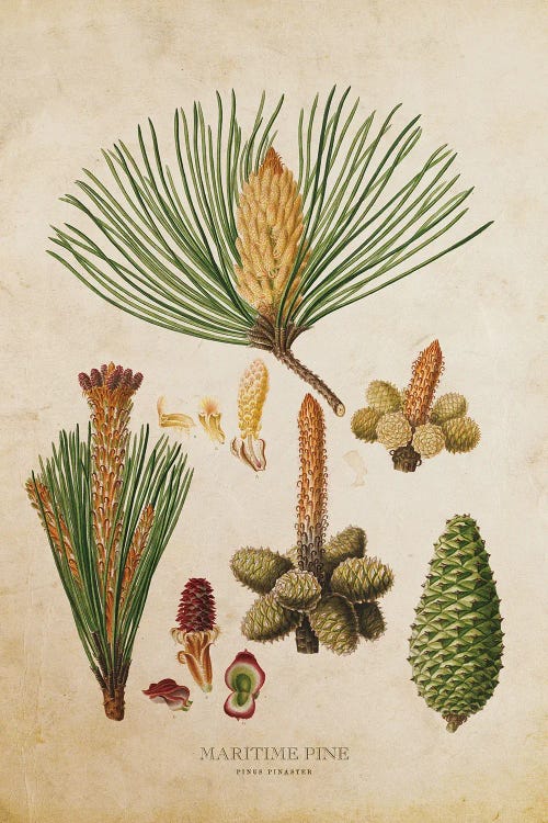 Vintage Maritime Pine Tree Cones