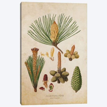 Vintage Maritime Pine Tree Cones Canvas Print #ADP3470} by Aged Pixel Canvas Artwork