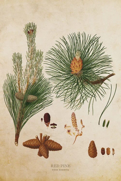 Vintage Red Pine Tree Cone