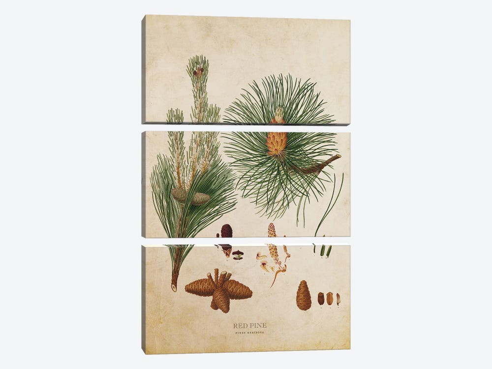 Vintage Red Pine Tree Cone by Aged Pixel 3-piece Canvas Print