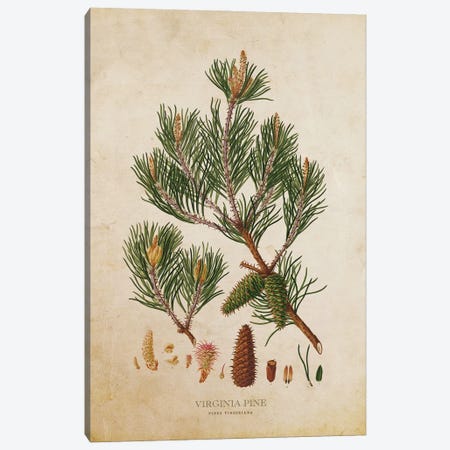 Vintage Virginia Pine Tree Cone Canvas Print #ADP3472} by Aged Pixel Canvas Wall Art