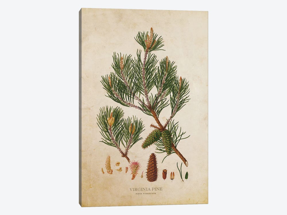 Vintage Virginia Pine Tree Cone by Aged Pixel 1-piece Canvas Artwork