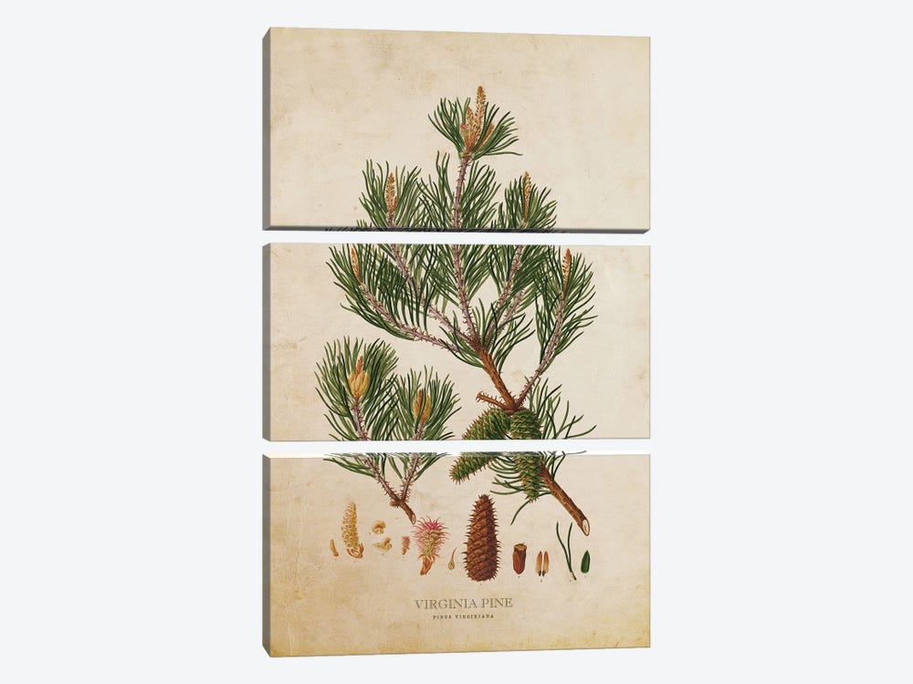Vintage Virginia Pine Tree Cone by Aged Pixel 3-piece Canvas Artwork