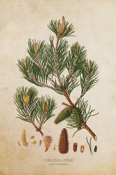 Botanical Illustrations: Vintage Virginia Pine Tree Cone by Aged Pixel