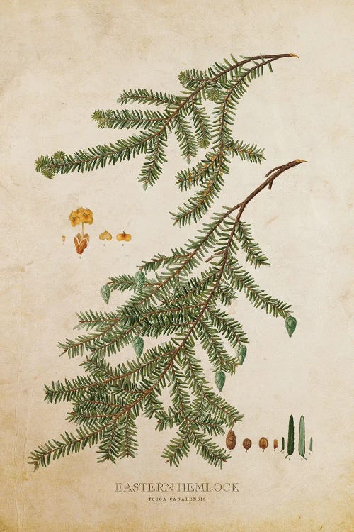 Vintage Eastern Hemlock Tree And Cone