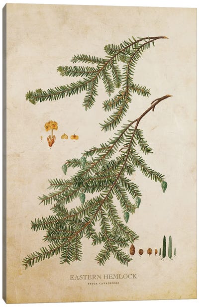 Vintage Eastern Hemlock Tree And Cone Canvas Art Print - Aged Pixel