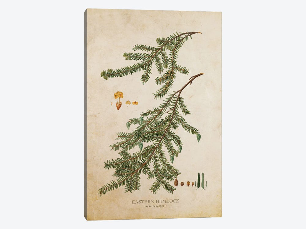 Vintage Eastern Hemlock Tree And Cone by Aged Pixel 1-piece Canvas Art Print