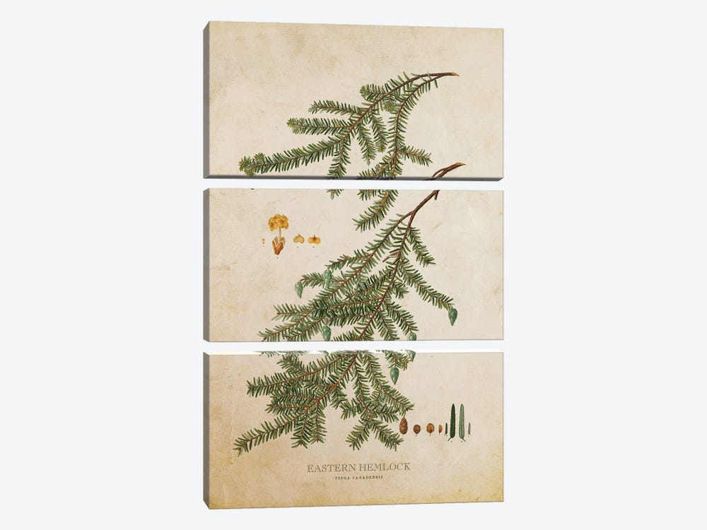 Vintage Eastern Hemlock Tree And Cone by Aged Pixel 3-piece Canvas Print