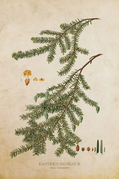 Botanical Illustrations: Vintage Eastern Hemlock Tree And Cone by Aged Pixel