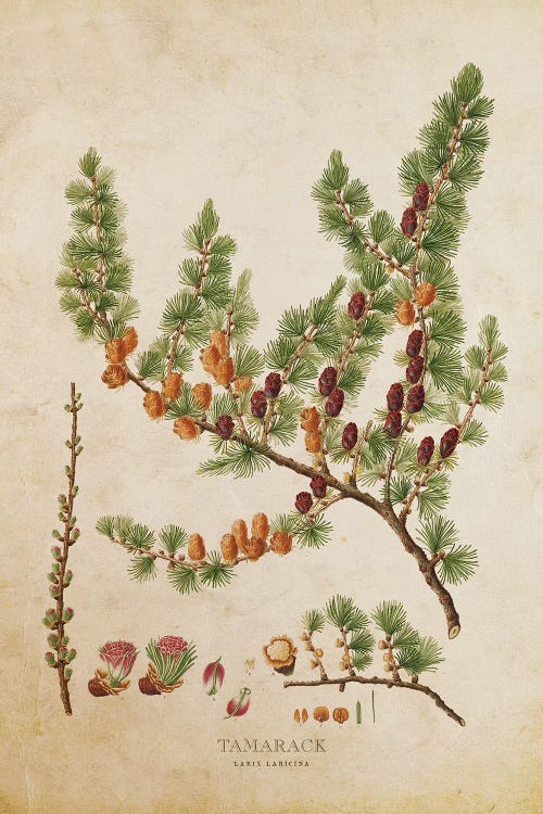 Vintage Tamarack Tree With Cones