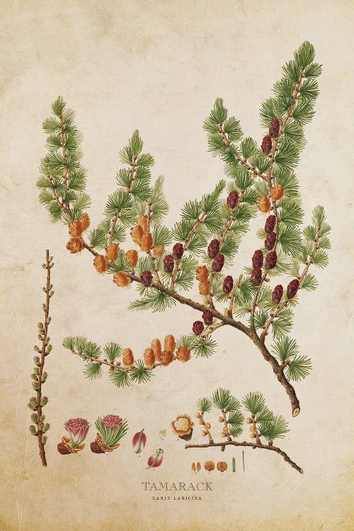 Vintage Tamarack Tree With Cones by Aged Pixel wall art