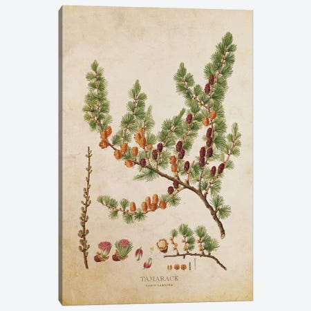 Vintage Tamarack Tree With Cones Canvas Print #ADP3474} by Aged Pixel Canvas Print