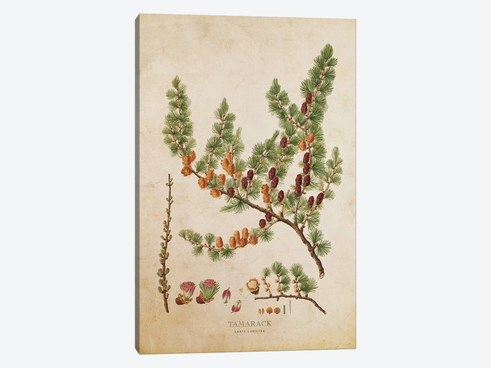 Vintage Tamarack Tree With Cones by Aged Pixel 1-piece Canvas Art
