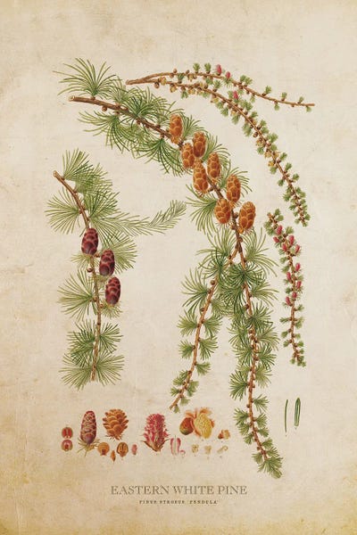 Botanical Illustrations: Vintage Eastern White Pine Tree And Cone by Aged Pixel