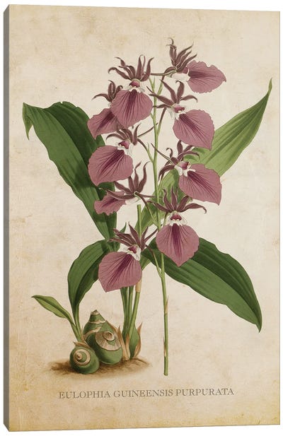 Vintage Orchid - Eulophia Guineensis Purpurata Flower Canvas Art Print - Orchid Art