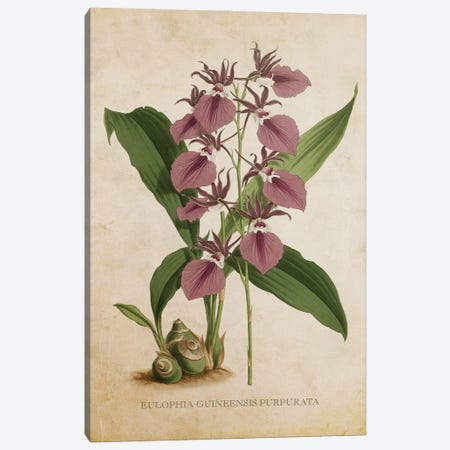 Vintage Orchid - Eulophia Guineensis Purpurata Flower Canvas Print #ADP3476} by Aged Pixel Art Print