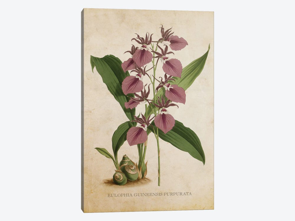 Vintage Orchid - Eulophia Guineensis Purpurata Flower by Aged Pixel 1-piece Canvas Wall Art