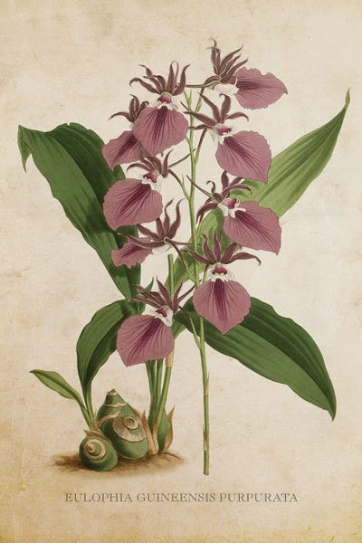 Vintage Botanical Illustrations: Vintage Orchid - Eulophia Guineensis Purpurata Flower by Aged Pixel