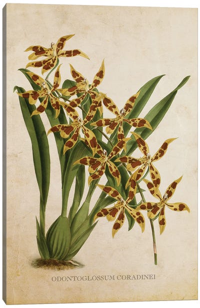 Vintage Orchid - Odontoglossum Coradinei Flower Canvas Art Print - Orchid Art