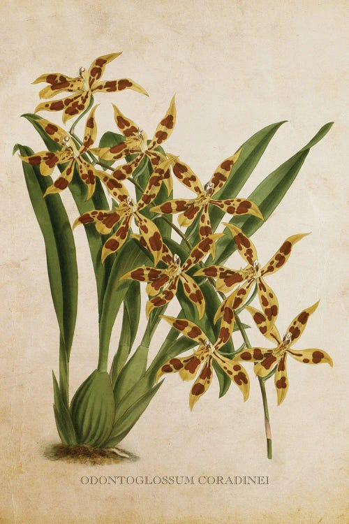 Vintage Orchid - Odontoglossum Coradinei Flower by Aged Pixel wall art