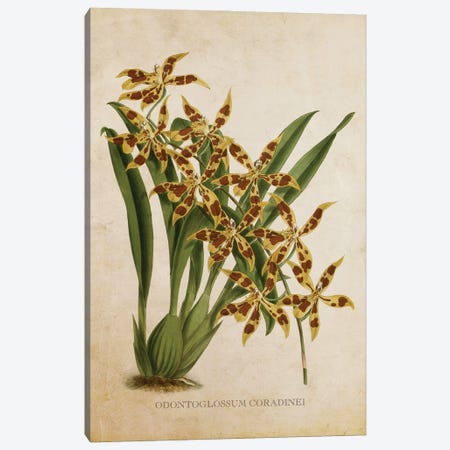 Vintage Orchid - Odontoglossum Coradinei Flower Canvas Print #ADP3477} by Aged Pixel Art Print