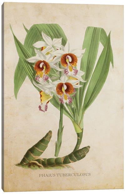 Vintage Orchid - Phaius Tuberculosus Flower Canvas Art Print - Orchid Art