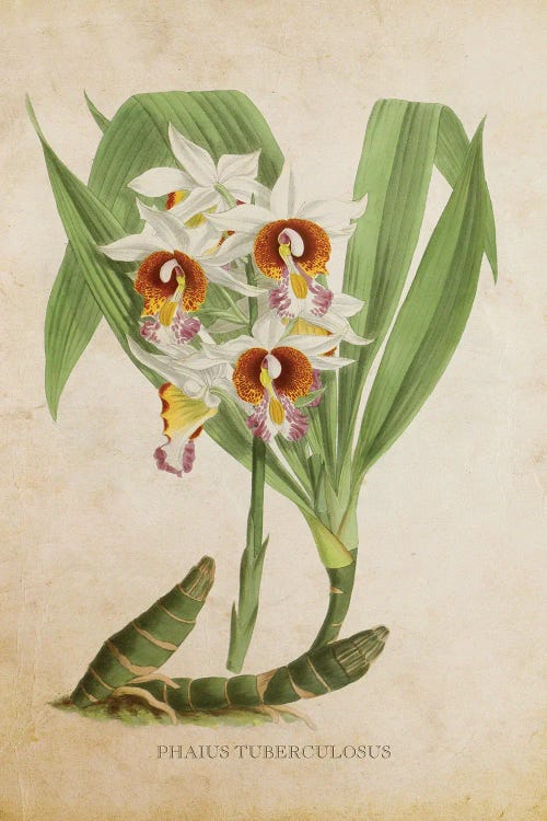 Vintage Orchid - Phaius Tuberculosus Flower by Aged Pixel wall art