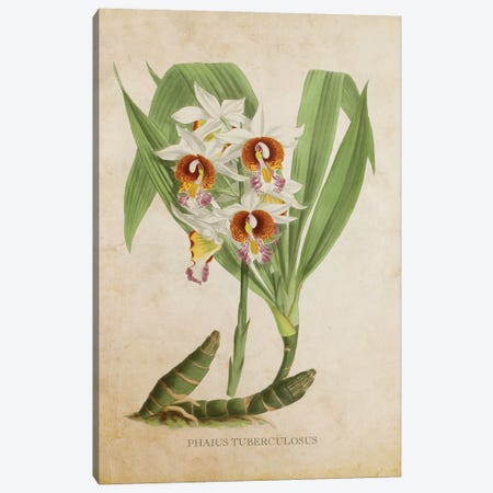 Vintage Orchid - Phaius Tuberculosus Flower Canvas Print #ADP3478} by Aged Pixel Canvas Art