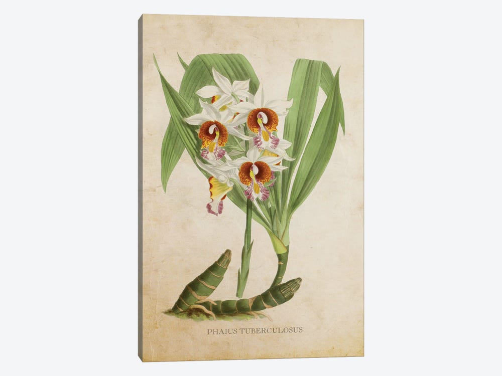 Vintage Orchid - Phaius Tuberculosus Flower by Aged Pixel 1-piece Canvas Wall Art