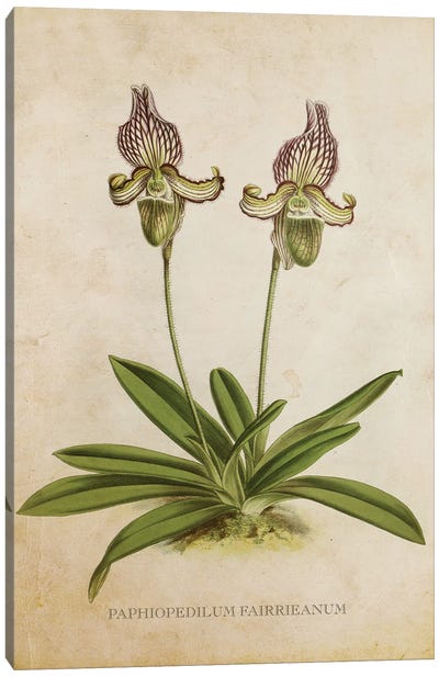 Vintage Orchid Flower - Paphiopedilum Fairrieanum Canvas Art Print - Orchid Art