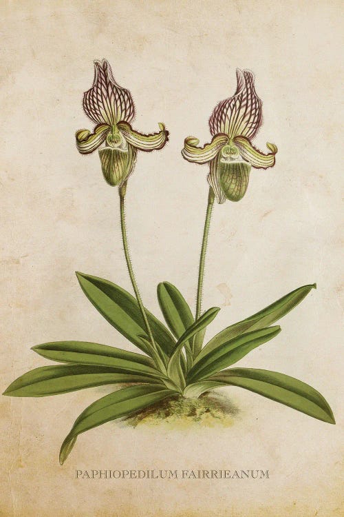 Vintage Orchid Flower - Paphiopedilum Fairrieanum by Aged Pixel wall art