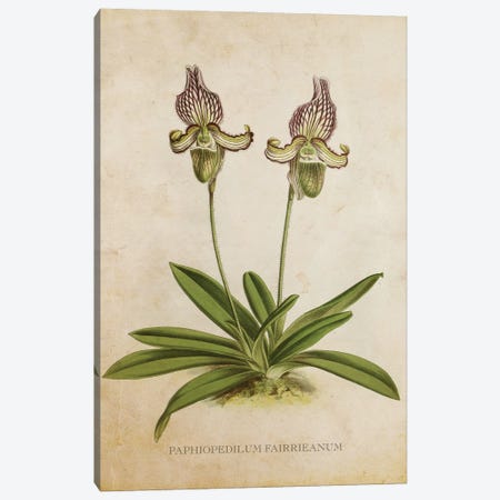 Vintage Orchid Flower - Paphiopedilum Fairrieanum Canvas Print #ADP3479} by Aged Pixel Canvas Wall Art