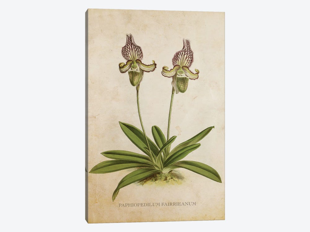 Vintage Orchid Flower - Paphiopedilum Fairrieanum by Aged Pixel 1-piece Canvas Art Print