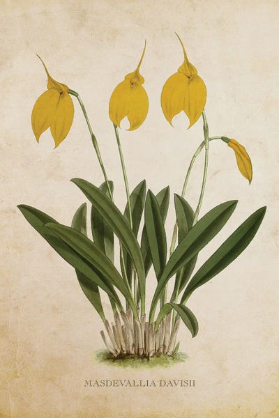 Vintage Orchid Flower - Masdevallia Davisii by Aged Pixel canvas print