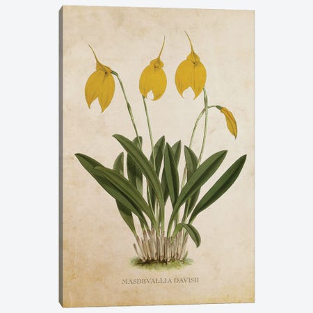 Vintage Orchid Flower - Masdevallia Davisii Canvas Print #ADP3480} by Aged Pixel Art Print