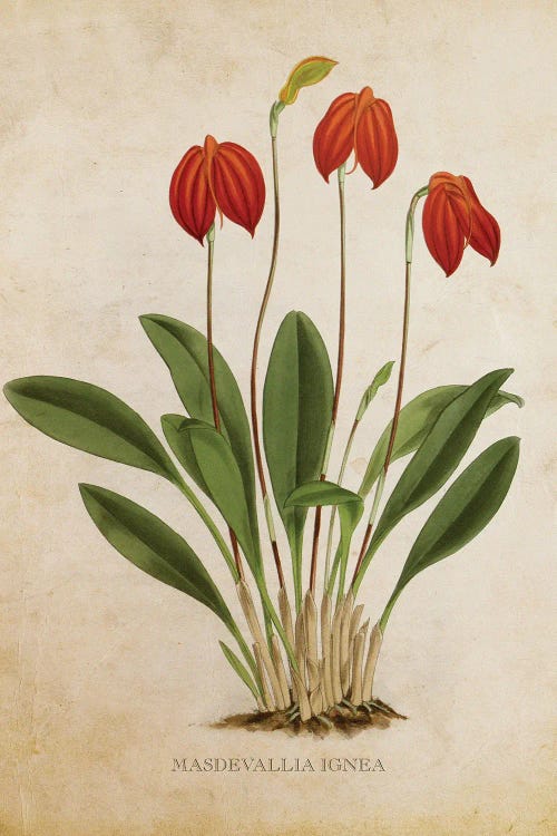 Vintage Orchid Flower - Masdevallia Ignea by Aged Pixel wall art