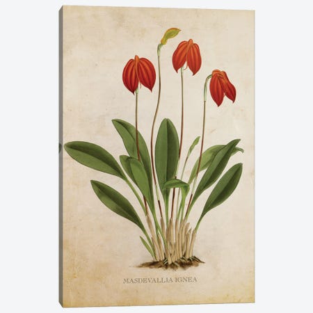 Vintage Orchid Flower - Masdevallia Ignea Canvas Print #ADP3481} by Aged Pixel Art Print