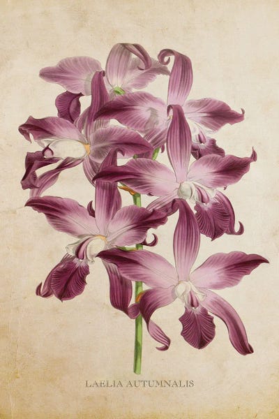 Vintage Orchid Flower - Laelia Autumnalis by Aged Pixel canvas print