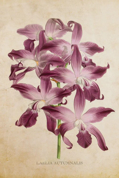 Vintage Orchid Flower - Laelia Autumnalis