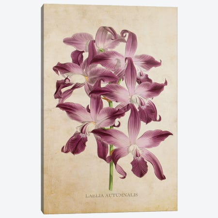 Vintage Orchid Flower - Laelia Autumnalis Canvas Print #ADP3482} by Aged Pixel Canvas Art Print