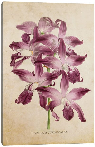 Vintage Orchid Flower - Laelia Autumnalis Canvas Art Print - Orchid Art