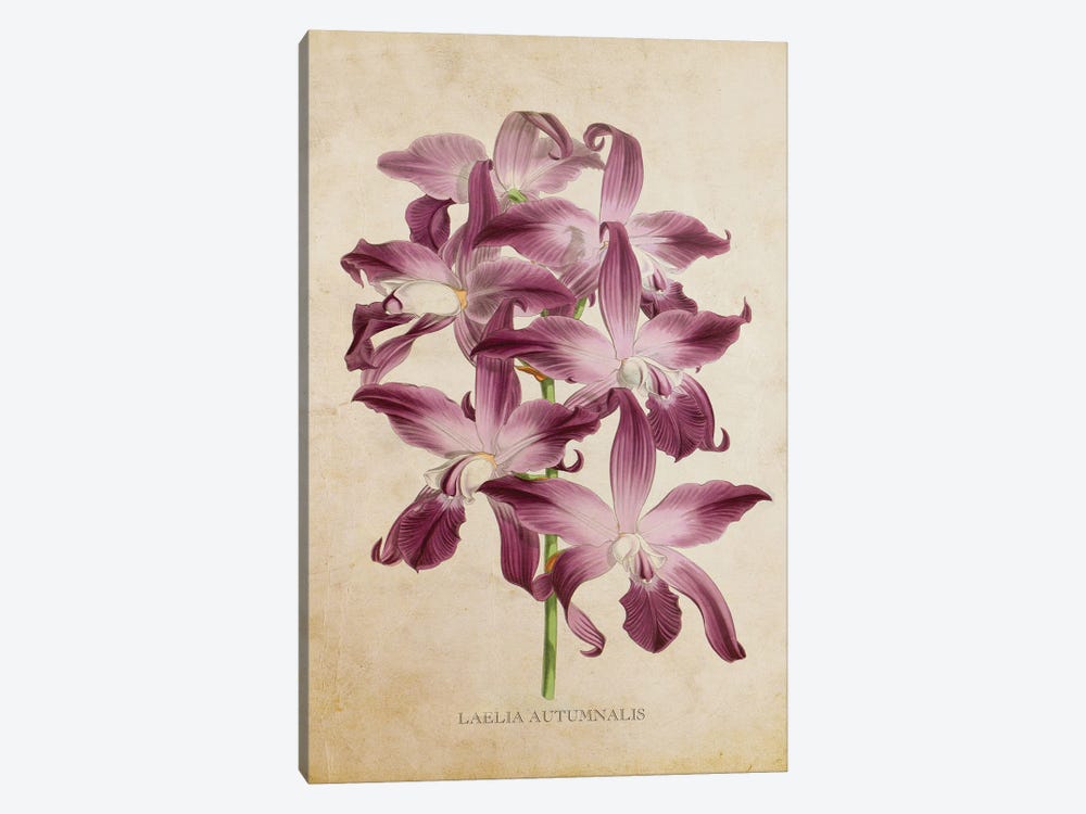 Vintage Orchid Flower - Laelia Autumnalis by Aged Pixel 1-piece Canvas Print
