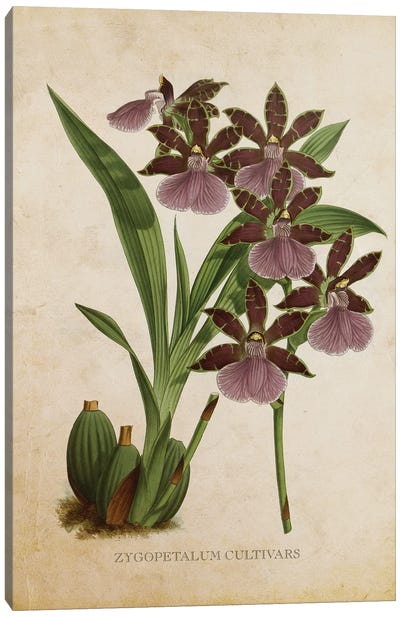 Vintage Orchid Flower - Zygopetalum Cultivars Canvas Art Print - Orchid Art