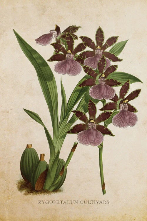 Vintage Orchid Flower - Zygopetalum Cultivars by Aged Pixel wall art
