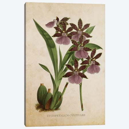 Vintage Orchid Flower - Zygopetalum Cultivars Canvas Print #ADP3483} by Aged Pixel Canvas Print