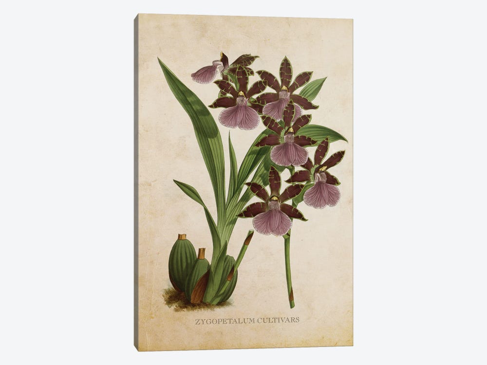 Vintage Orchid Flower - Zygopetalum Cultivars by Aged Pixel 1-piece Canvas Wall Art
