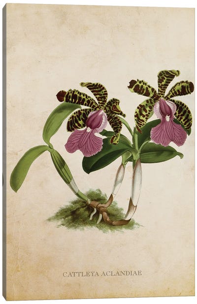 Vintage Orchid Flower - Cattleya Aclandiae Canvas Art Print - Orchid Art